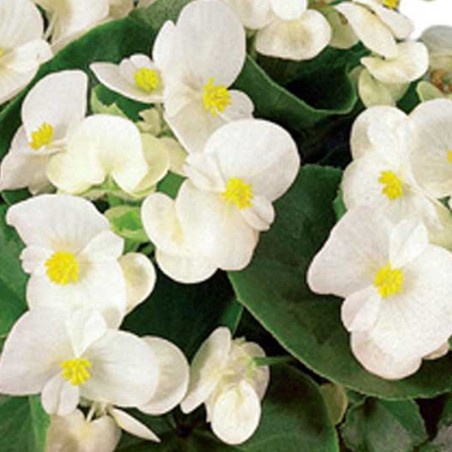 Begonia Semp. Feuillage Vert - Blanc