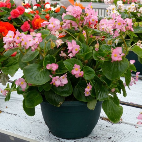 Begonia Semp. Feuillage Vert - Rose