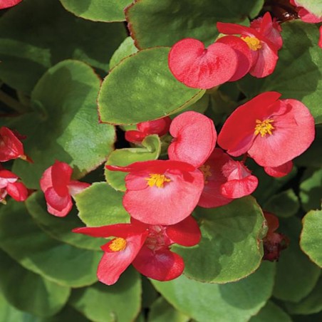 Begonia Semp. Feuillage Vert - Rouge