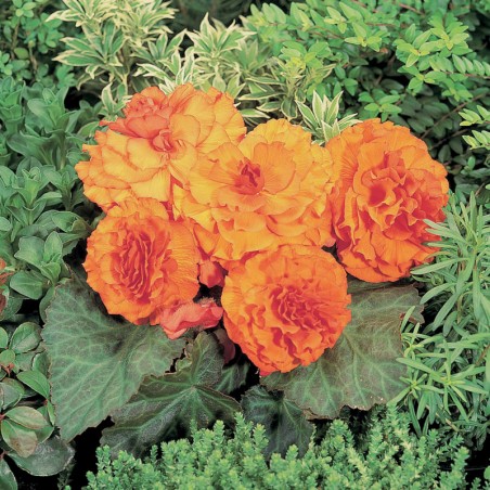 Begonia Tubereux Nonstop F1 Orange - Orange