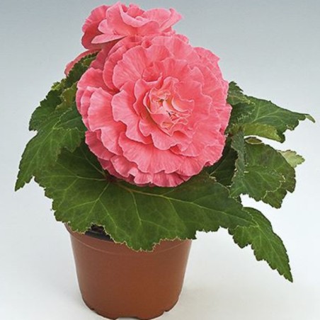 Begonia Tubereux Nonstop F1 Pink - Rose