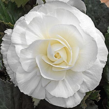 Begonia Tubereux Nonstop F1 White - Blanc