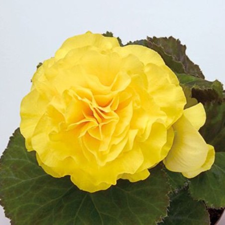 Begonia Tubereux Nonstop F1 Yellow - Jaune