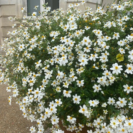 Bidens Bee Meadow - Blanc