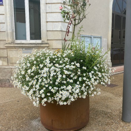 Bidens Bee Meadow - Blanc