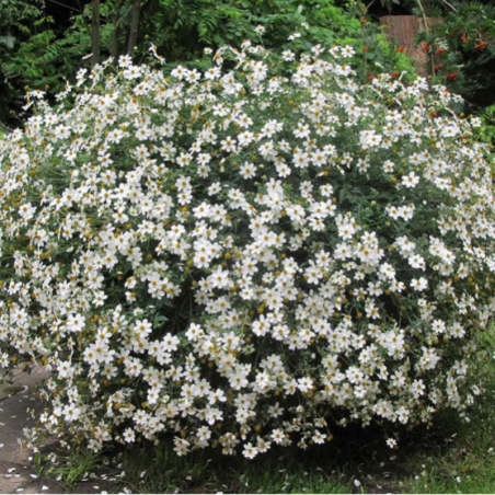 Bidens Bee Meadow - Blanc