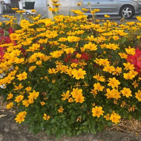 Bidens Effraim'S Gold - Jaune