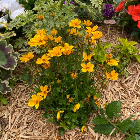 Bidens Effraim'S Gold - Jaune