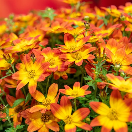 Bidens Ferulifolia Taka Tuka M Red Glow - Rouge Et Jaune