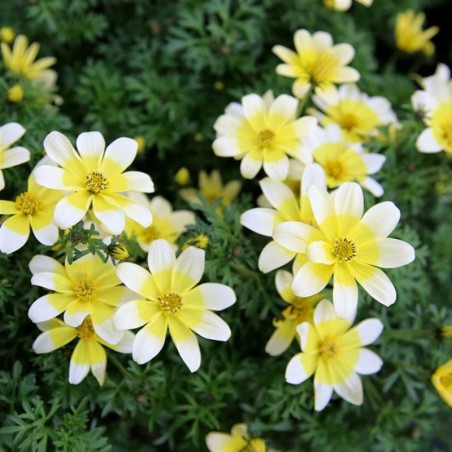 Bidens Ferulifolia Taka Tuka M White & Yellow - Jaune Clair