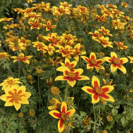 Bidens Ferulifolia Taka Tuka Yellow Red Star - Jaune Coeur Rouge