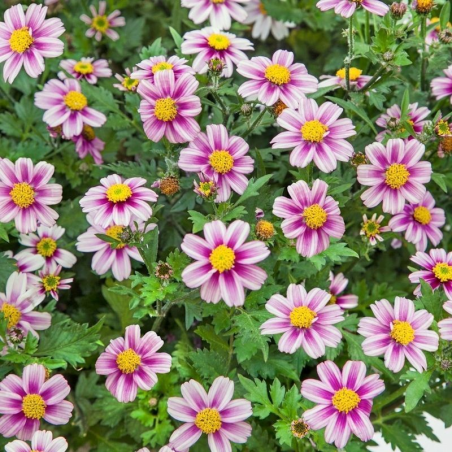 Bidens Pink Princess - Rose