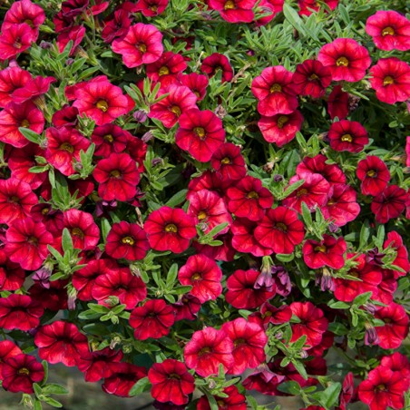 Calibrachoa Calita Red - Rouge