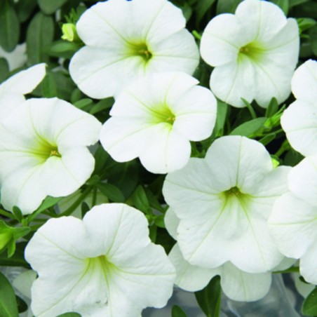 Calibrachoa Calita White - Blanc