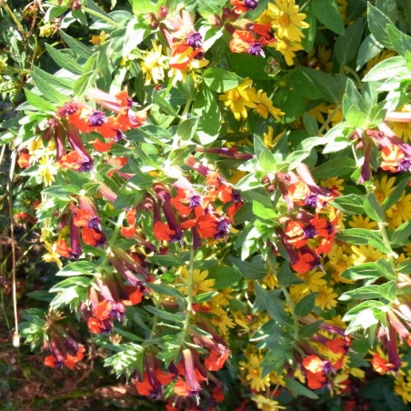 Cuphea Llavea Torpedo - Rouge