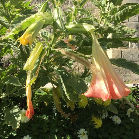 Datura Variegata - Feuill. Panaché