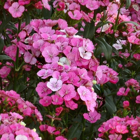 Dianthus Interspecifique Jolt F1 Pink Magic - Ton Rose Blanc