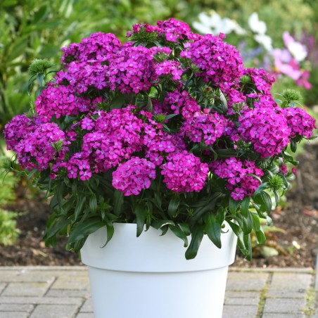 Dianthus Interspecifique Jolt F1 Purple - Pourpre