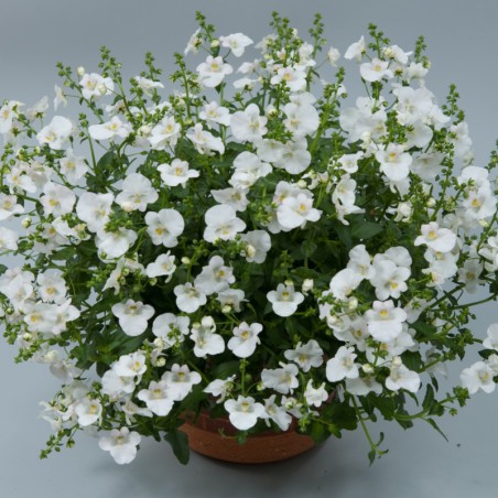 Diascia Divara White - Blanc