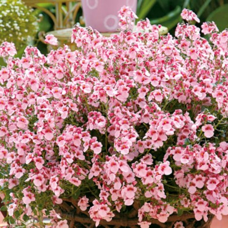 Diascia Sundiascia White Blush - Blanc Rose