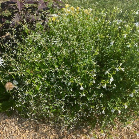 Euphorbe Diamond Frost - Blanc