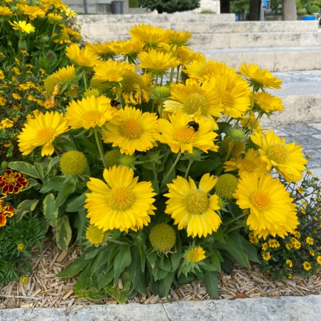 Gaillarde Mesa Yellow - Jaune
