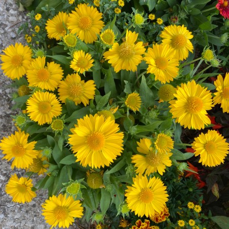 Gaillarde Mesa Yellow - Jaune