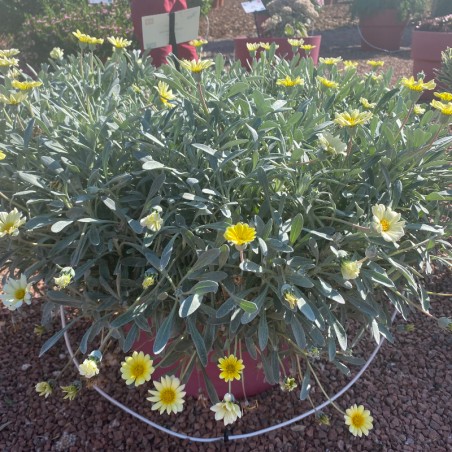 Gazania Rigens Sun Stopper Lemon - Feuill Gris Flor Jaune