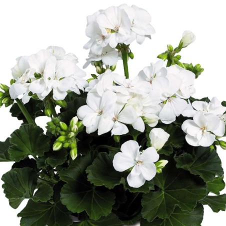 Geranium Zonal Galaxy White - Blanc