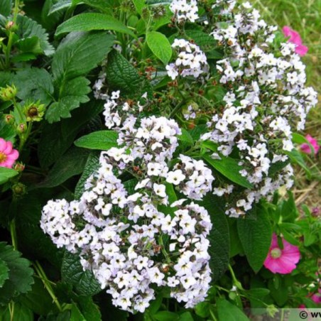 Heliotrope Nautilus White - Blanc