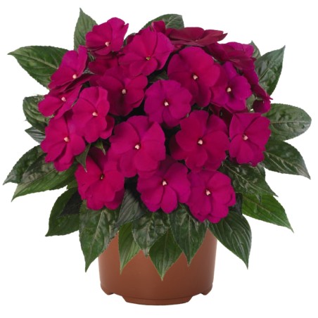 Impatiens Nouvelle Guinee Petitcoat Purple - Pourpre