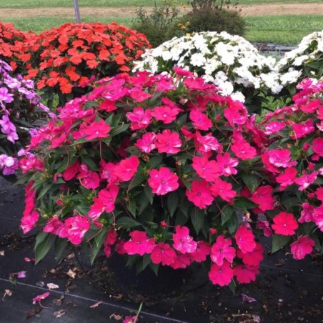 Impatiens Sunpatiens ® Compact Rose Glow - Rose Fonce