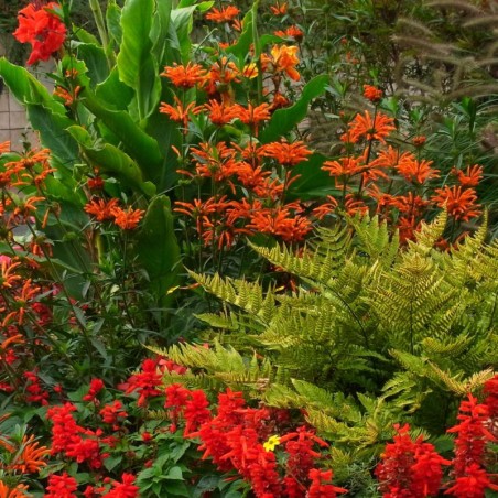 Leonotis - Orange Soutenu Vif