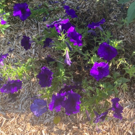 Petunia Easy Wave Blue - Bleu