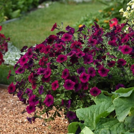 Petunia Easy Wave Burgundy Velour - Pourpre Velour