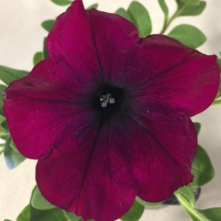 Petunia Easy Wave Burgundy Velour - Pourpre Velour