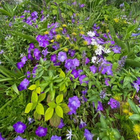 Petunia Easy Wave Lavander Sky Blue - Bleu Lavande