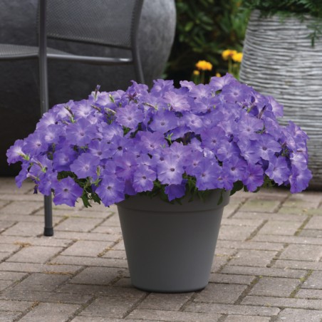 Petunia Easy Wave Lavander Sky Blue - Bleu Lavande