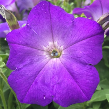 Petunia Easy Wave Lavander Sky Blue - Bleu Lavande