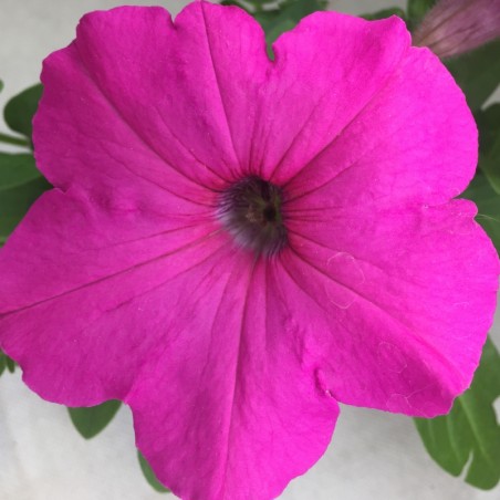 Petunia Easy Wave Neon Rose - Rose