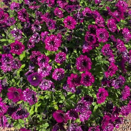 Petunia Easy Wave Violet - Violet