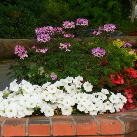 Petunia Easy Wave White - Blanc