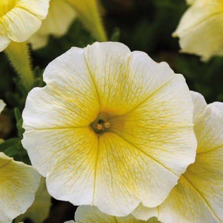 Petunia Easy Wave Yellow - Jaune