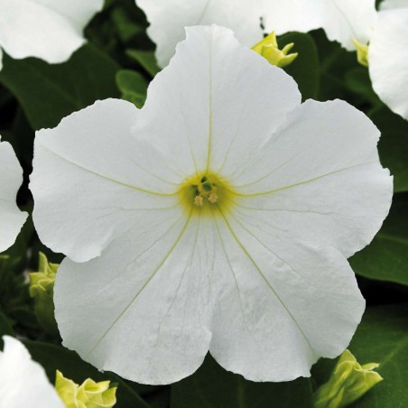 Petunia Grandiflora Parade Semis - Blanc