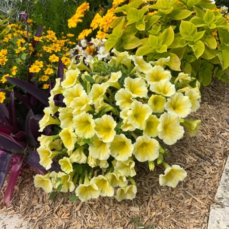 Petunia Grandiflora Parade Semis - Jaune