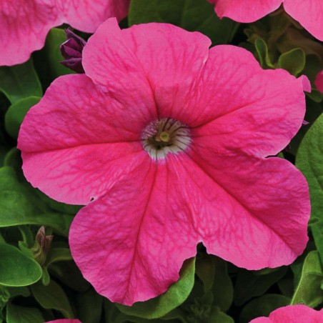 Petunia Grandiflora Parade Semis - Rose