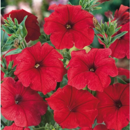 Petunia Grandiflora Parade Semis - Rouge