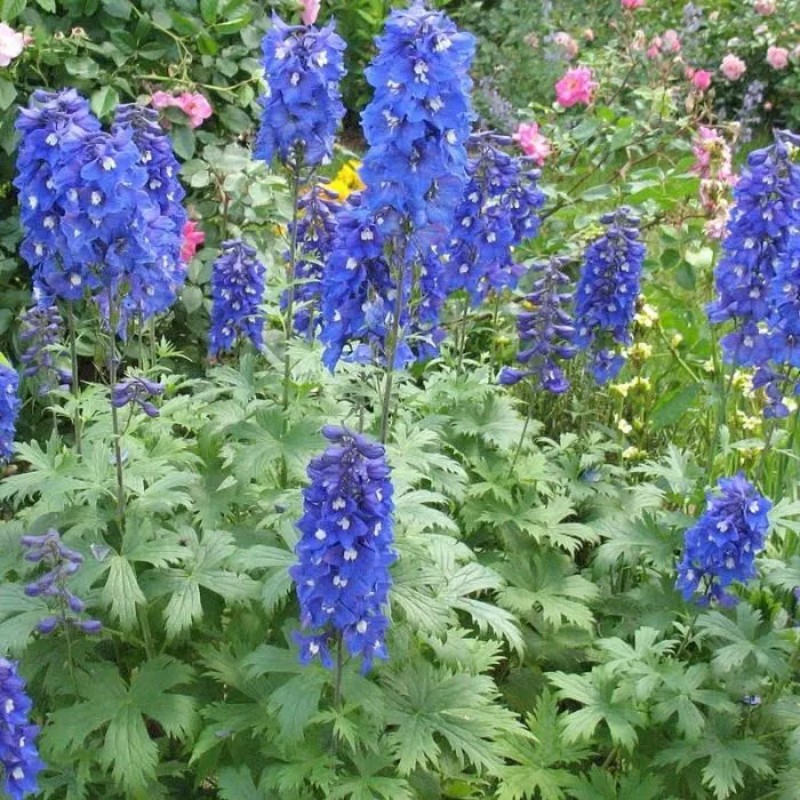 Delphinium Pacific Giant Blue Bird Bleu 