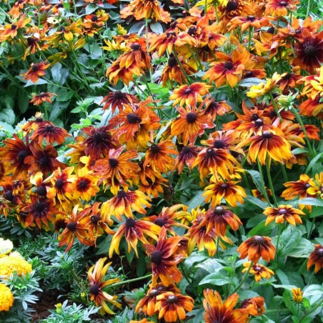 Rudbeckia Autumn Colors - Rouge Orange