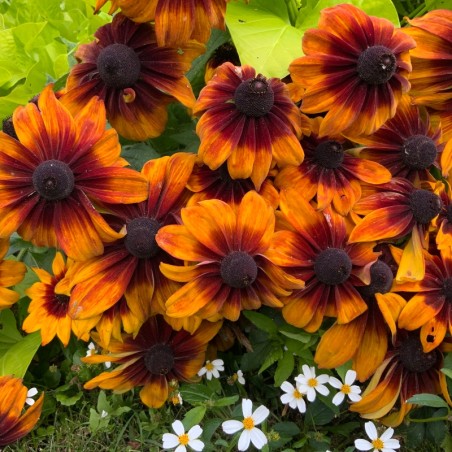 Rudbeckia Autumn Colors - Rouge Orange